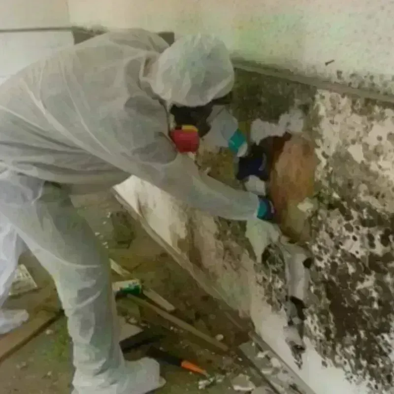 Mold Remediation and Removal in Cortland, OH